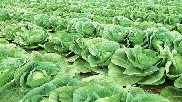 Latest Updated Cabbage Mandi Price today in Patan, Gujarat