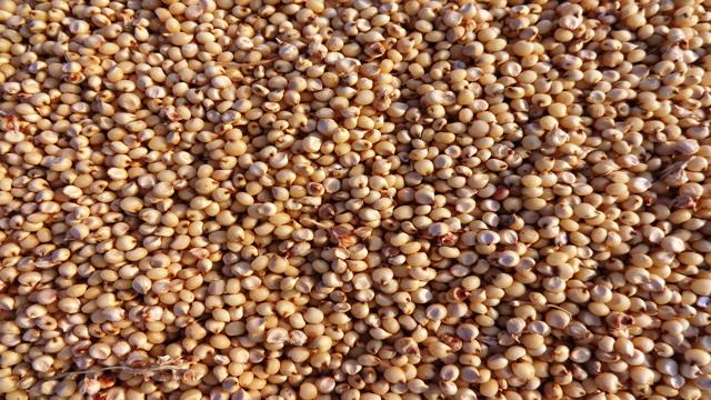 Latest Updated Jowar Mandi Price today in Raisen, Madhya Pradesh