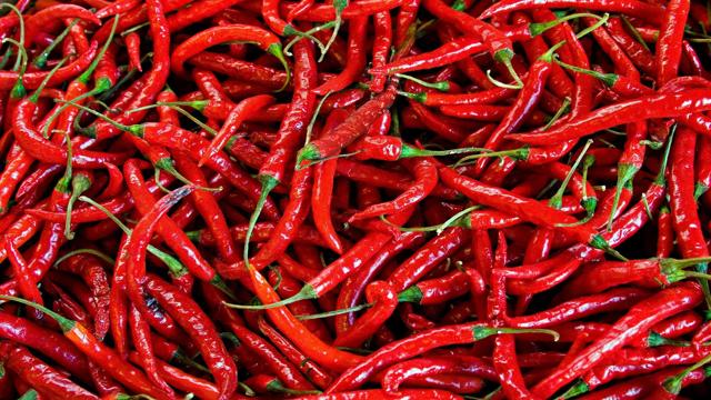 Latest Updated Red Chilli Mandi Price today in Panchla, West Bengal