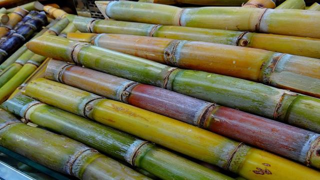 Sugarcane Mandi Rate Today