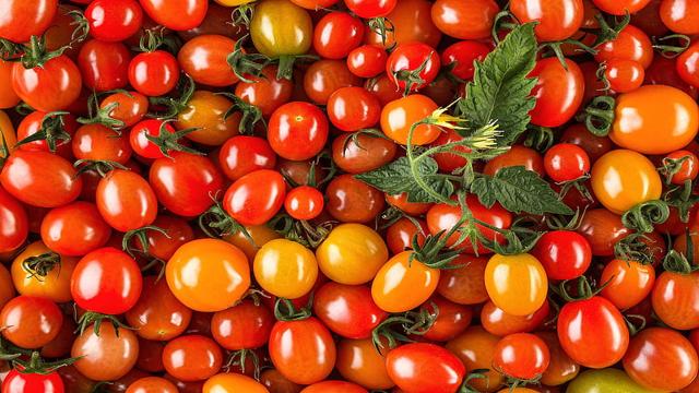 Latest Updated Tomato Mandi Price today in Guntur, Andhra Pradesh