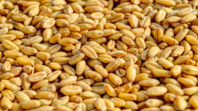 Latest Updated Wheat Mandi Price today in Mansa, Gujarat